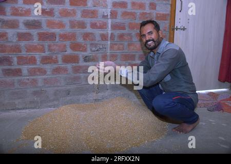 Agriculteur indien mélangeant de l'engrais au blé avant le semis, graines de blé traitées, désinfectant Banque D'Images