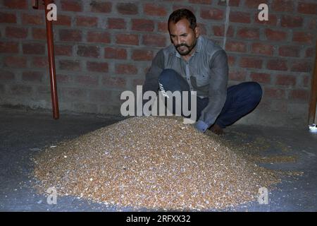 Agriculteur indien mélangeant de l'engrais au blé avant le semis, graines de blé traitées, désinfectant. Banque D'Images