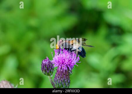 Une photo macro d'une aéroglisseur femelle Volucella pellucens vue nectaring sur une fleur de chardon à la fin de l'été Banque D'Images