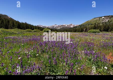 Glass Creek Meadow, Mammoth Lakes, CA, États-Unis. 5 août 2023. Fleurs en fleurs à Glass Creek Meadow, un lieu de randonnée populaire près de Mammoth Lakes, CA. Banque D'Images