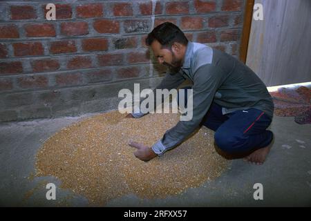 Agriculteur indien mélangeant de l'engrais au blé avant le semis, graines de blé traitées, désinfectant Banque D'Images