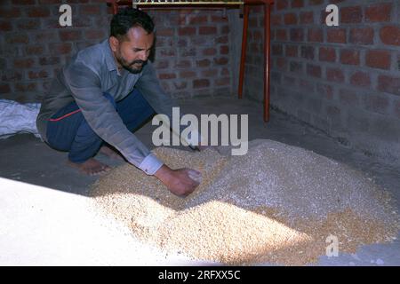 Agriculteur indien mélangeant de l'engrais au blé avant le semis, graines de blé traitées, désinfectant Banque D'Images