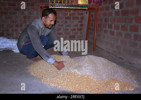 Agriculteur indien mélangeant de l'engrais au blé avant le semis, graines de blé traitées, désinfectant Banque D'Images