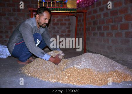 Agriculteur indien mélangeant de l'engrais au blé avant le semis, graines de blé traitées, désinfectant Banque D'Images