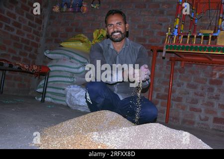 Agriculteur indien mélangeant de l'engrais au blé avant le semis, graines de blé traitées, désinfectant Banque D'Images