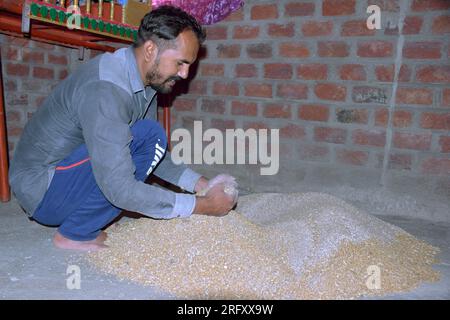 Agriculteur indien mélangeant de l'engrais au blé avant le semis, graines de blé traitées, désinfectant Banque D'Images