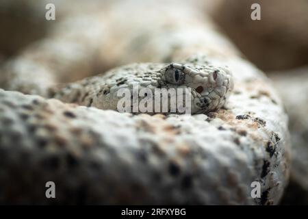 Un crotalus pyrrhus (crotalus pyrrhus) du sud-ouest, également connu sous le nom de serpent à sonnette de Mitchell Banque D'Images