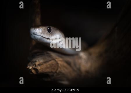 Un mamba noir (Dendroaspis polylepis) un serpent très venimeux Banque D'Images