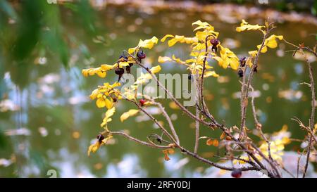 Gros plan, rosier jauni ou rosier sauvage, sur les branches pendent des roses rouges solitaires, sèches, automne. Photo de haute qualité Banque D'Images