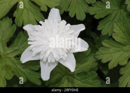 Anémone nemerosa 'Vestal' Banque D'Images