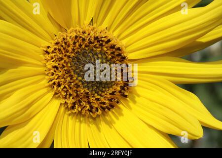 Arbre Marigold Tithonia diversifolia Banque D'Images