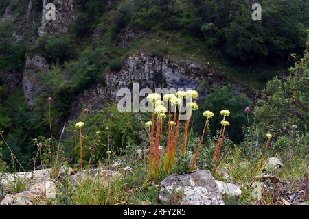 Sedum sediforme en fleur poussant parmi les roches calcaires. Banque D'Images