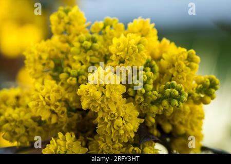 mahonia commun, fleurs jaunes en gros plan. Banque D'Images