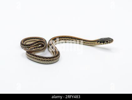 Un beau serpent de jarretière juvénile est isolé et photographié sur un fond blanc. Banque D'Images