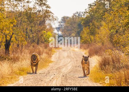 Couple de lions africains marchant à travers le parc national de Hwange Banque D'Images