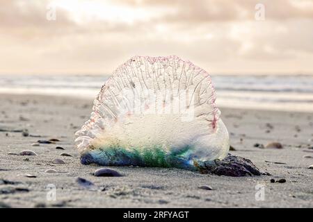 Une méduse de guerre portugaise s'est échouée sur la plage au lever du soleil à Isle of Palms, Caroline du Sud. Le man o’ war est souvent appelé méduse, mais il s’agit en fait d’un invertébré marin appelé siphonophore, composé d’une colonie d’organismes spécialisés génétiquement identiques appelés zooïdes. Banque D'Images