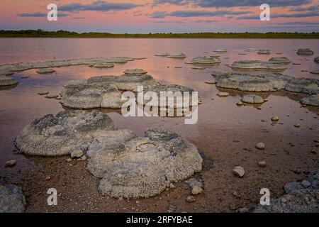 Lac Thetis - lac côtier salin en Australie occidentale près de la ville de Cervantes, sur une chaussée calcaire quaternaire, stromatolites marines vivantes, benthique m Banque D'Images