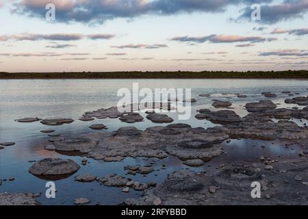 Lac Thetis - lac côtier salin en Australie occidentale près de la ville de Cervantes, sur une chaussée calcaire quaternaire, stromatolites marines vivantes, benthique m Banque D'Images