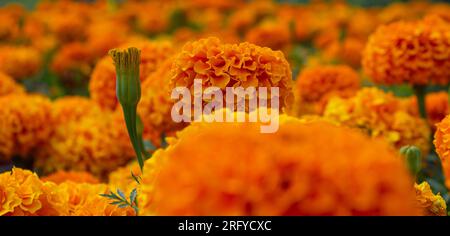 Fond de mur de fleurs de Tagetes erecta, bannière. Fleur de Cempasuchil. Tagetes Erecta, fleur mexicaine du jour des morts. Fleur d'automne mexicaine orange Banque D'Images