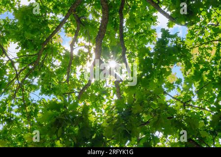 La canopée des grands arbres encadrent un ciel bleu clair, avec le soleil qui brillait à travers Banque D'Images