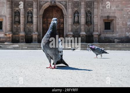 Gros plan d'un pigeon regardant attentivement la caméra par une journée ensoleillée, avec pour toile de fond un bâtiment de l'époque coloniale sur une place animée Banque D'Images