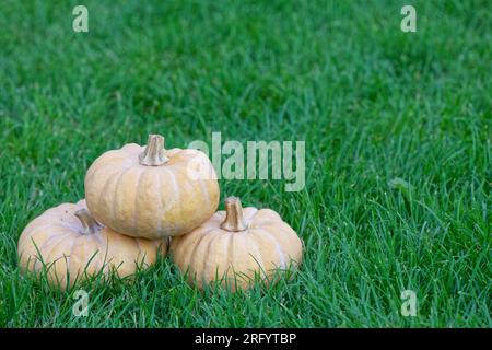 Trois citrouilles sur la pelouse verte Banque D'Images