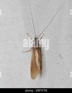 Le caddisflie ou ordre Trichoptera assis sur le rideau de fenêtre attiré par la lumière dans la maison. Banque D'Images