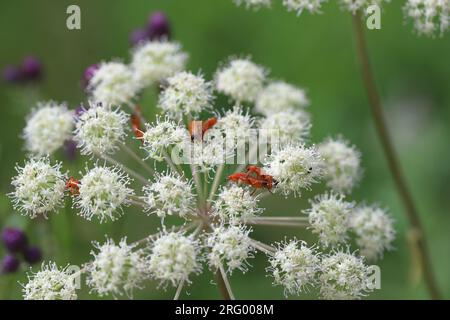 Bocaille de Soldat rouge commune, Rhagonycha fulva, se nourrissant de persil de vache. Parc national de la nature, Pologne, montagnes de Bieszczady. Banque D'Images