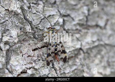 Femelle Scorpionfly Panorpa communis sur l'écorce d'un arbre. Banque D'Images