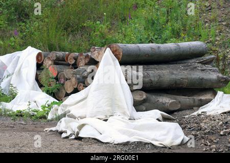 Bois de hêtre empilé dans un dépôt forestier et mal protégé de la ponte par la Rosalia Longicorn (Rosalia alpina). Montagnes de Bieszczady. Banque D'Images