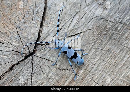 Rosalia Longicorn (Rosalia alpina). Une femelle pond des œufs sur le tronc d'un hêtre dans le Parc National naturel, Pologne, montagnes de Bieszczady. Banque D'Images