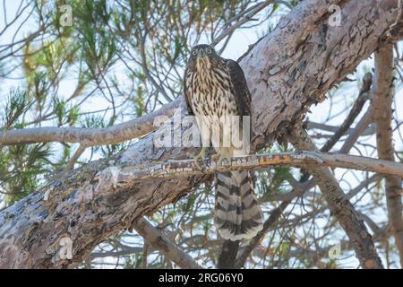 Un faucon de Cooper immature (Accipiter cooperii) est assis sur une branche. Banque D'Images