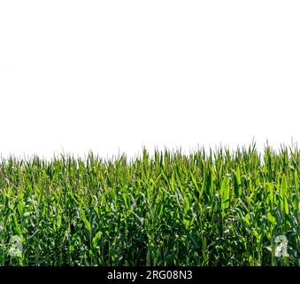 Plantes de maïs isolées sur blanc avec chemin de détourage inclus - espace de copie, arrière-plan ou élément de cadre Banque D'Images