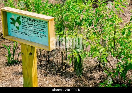 Buttonbush (Cephalanthus occidentalis) est planté dans le bioswale à Africatown Heritage House, le 5 août 2023, à Mobile, en Alabama. Les bioswales sont basses Banque D'Images