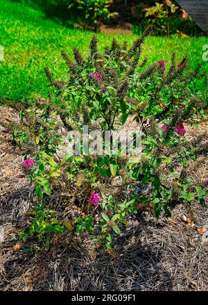 Butterfly Bush (Buddleja) est planté dans le bioswale à Africatown Heritage House, le 5 août 2023, à Mobile, en Alabama. Banque D'Images