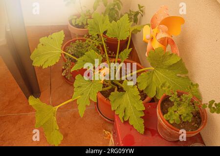 Plantes de citrouille poussant dans la saison pots.Summer. Photo de haute qualité Banque D'Images