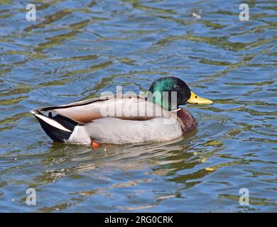 Canard colvert mâle, Anas, platyrhynchos, sur un étang dans le centre civique d'Union City, Californie Banque D'Images