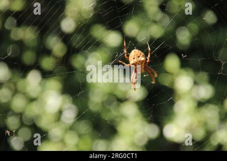 Petite araignée brune poilue tisse une toile dans un jardin de cour arrière. L'Australie possède de nombreuses espèces d'araignées, à la fois inoffensives et mortelles. Banque D'Images