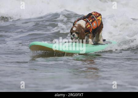 Pacifica, Californie, États-Unis. 5 août 2023. Attraper des vagues et des queues agitées au Championnat du monde de surf canin 2023 à Pacifica, Californie. Furr Banque D'Images