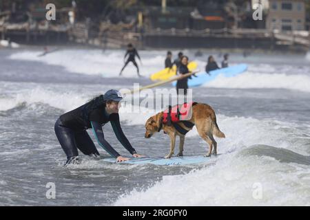 Pacifica, Californie, États-Unis. 5 août 2023. Attraper des vagues et des queues agitées au Championnat du monde de surf canin 2023 à Pacifica, Californie. Furr Banque D'Images