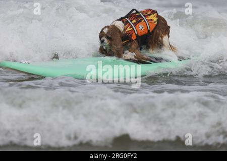 Pacifica, Californie, États-Unis. 5 août 2023. Attraper des vagues et des queues agitées au Championnat du monde de surf canin 2023 à Pacifica, Californie. Furr Banque D'Images