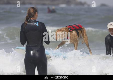 Pacifica, Californie, États-Unis. 5 août 2023. Attraper des vagues et des queues agitées au Championnat du monde de surf canin 2023 à Pacifica, Californie. Furr Banque D'Images