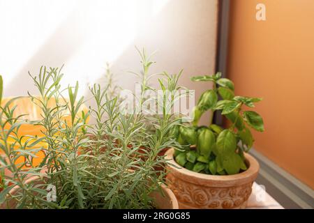 Herbes dans des pots poussant sur le balcon. Photo de haute qualité Banque D'Images