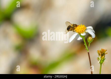 Focalisation sélective sur la partie postérieure d'une abeille mellifère chargée de pollen sur une fleur avec un fond flou Banque D'Images