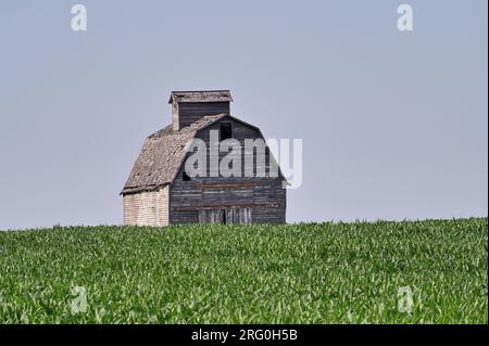 Maple Park, Illinois, États-Unis. Vieille grange partiellement obscurcie par la culture de maïs en maturation. Banque D'Images