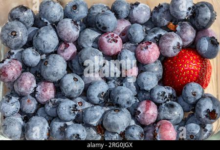 'Blue Crop' bleuets du Nord, Amerikansk blåbär (Vaccinium corymbosum) Banque D'Images