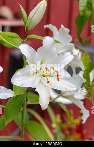 Hybride oriental 'Rialto', Orientlilja (Lilium orientalis) Banque D'Images