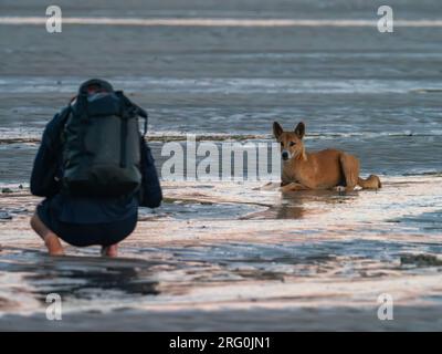 Un dingo sauvage, Canis lupus dingo, agissant curieux au lever du soleil dans les Kimberley d'Australie Banque D'Images