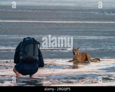 Un dingo sauvage, Canis lupus dingo, agissant curieux au lever du soleil dans les Kimberley d'Australie Banque D'Images