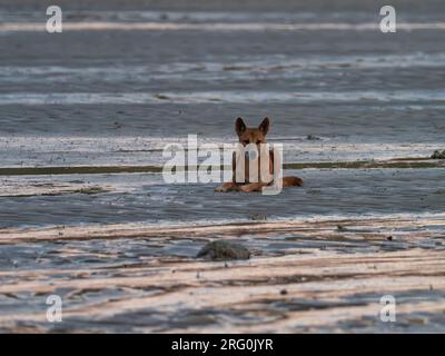 Un dingo sauvage, Canis lupus dingo, agissant curieux au lever du soleil dans les Kimberley d'Australie Banque D'Images